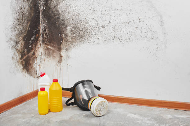 Best Crawl Space Mold Removal  in Waupun, WI