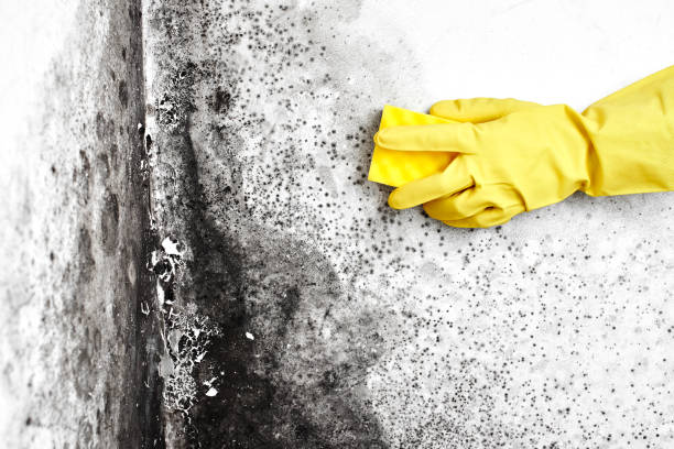 Home Mold Removal in Waupun, WI