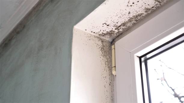 Best Mold Cleaning Services  in Waupun, WI