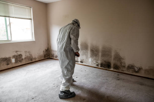 Best Home Mold Removal  in Waupun, WI