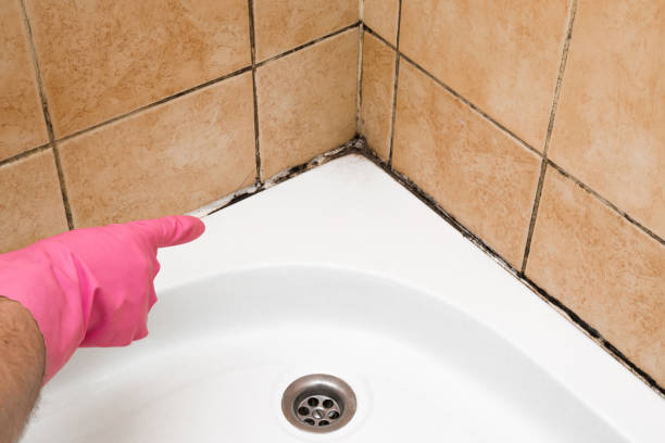 Best Mold Inspection  in Waupun, WI